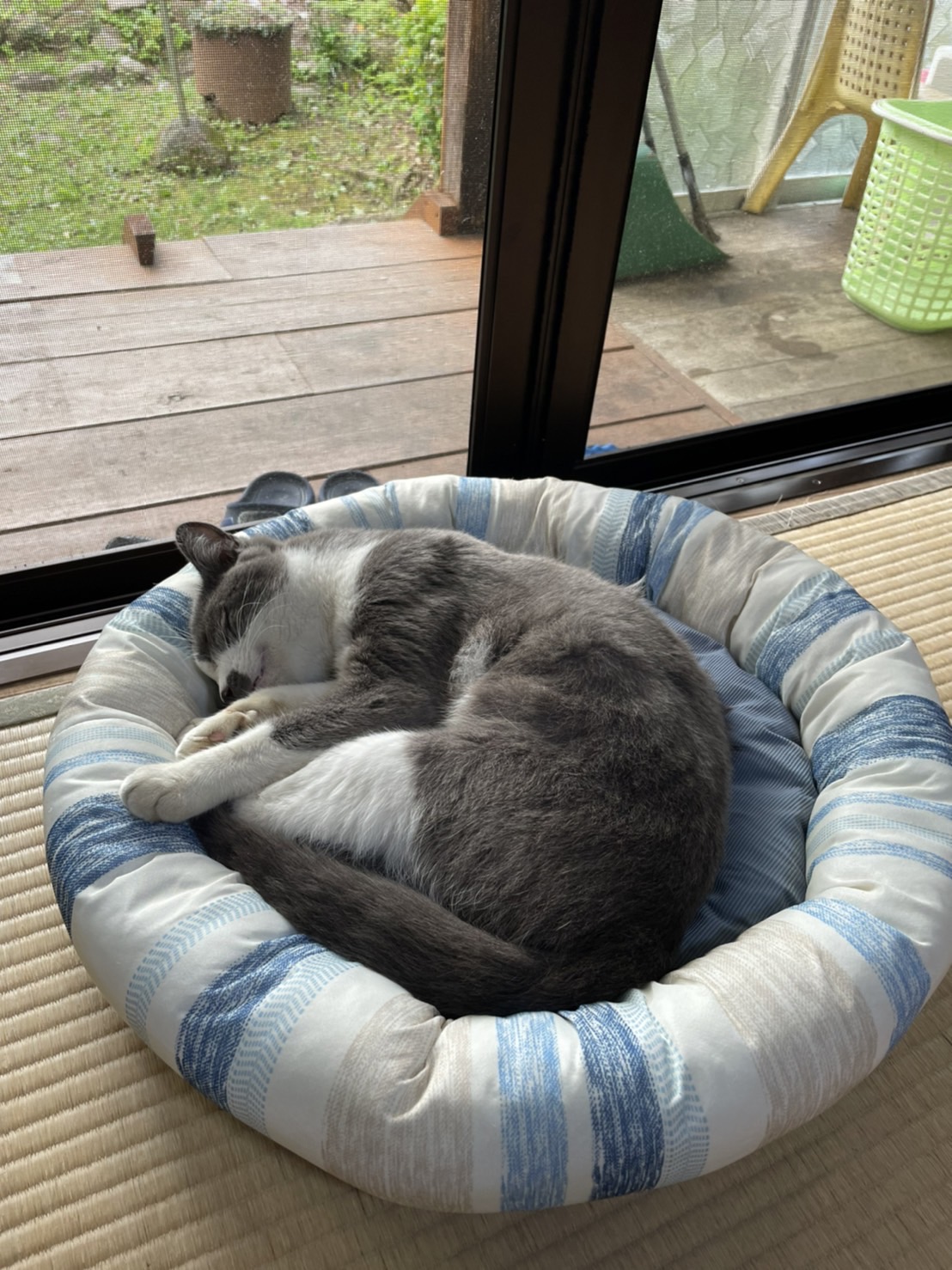 それぞれの我が家のペット自慢 ブログ 有限会社西九州モータース